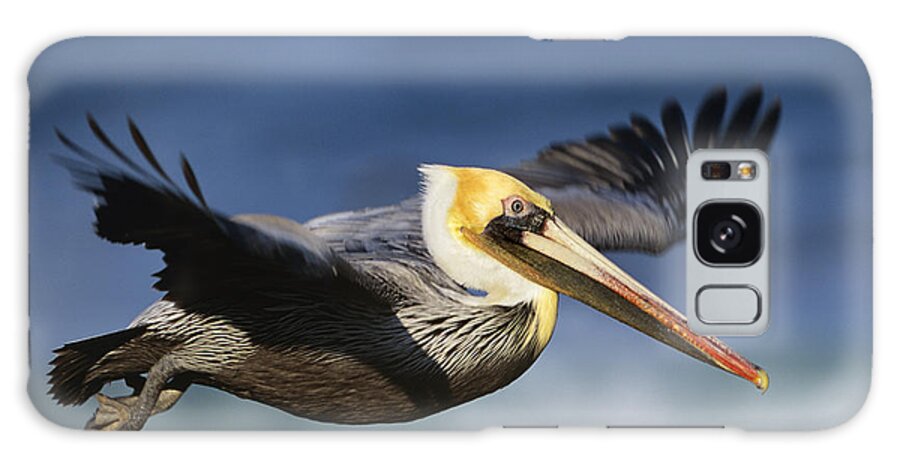 00176567 Galaxy Case featuring the photograph Brown Pelican Flying North America by Tim Fitzharris