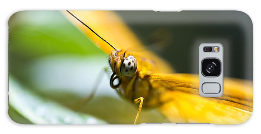 Butterfly Galaxy Case featuring the photograph Bug out by Leslie Leda