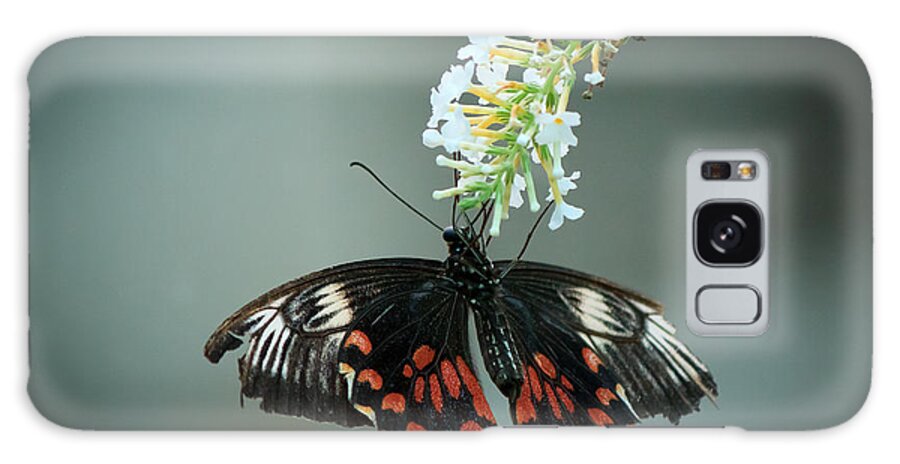 Bangalore Galaxy Case featuring the photograph Butterfly by SAURAVphoto Online Store