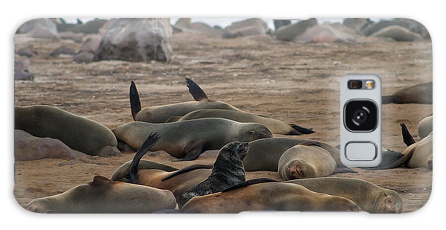 Seals Galaxy Case featuring the photograph Cape Cross Seal Colony by David Kleinsasser