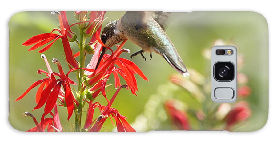 Ruby-throated Hummingbird Galaxy Case featuring the photograph Cardinal Flower and Hummingbird 1 by Robert E Alter Reflections of Infinity