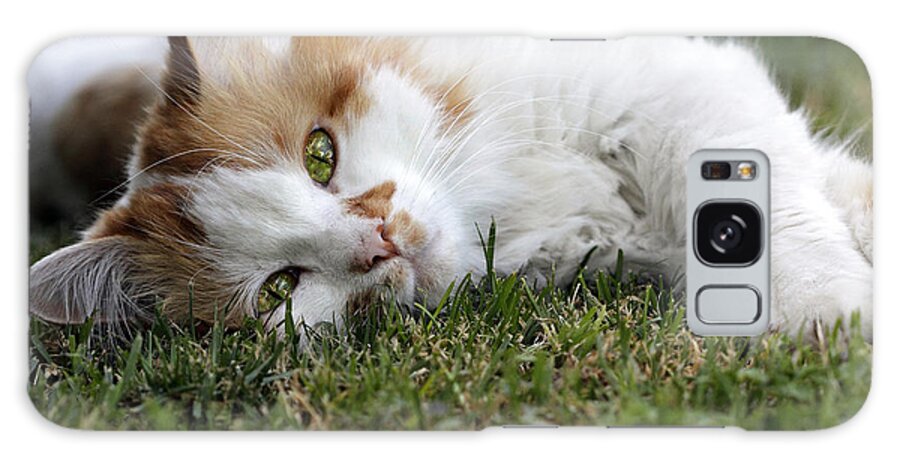 Cat Galaxy Case featuring the photograph Cat on the grass by Raffaella Lunelli
