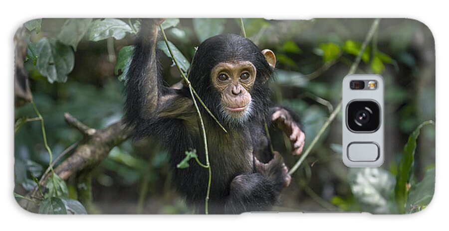 00438414 Galaxy Case featuring the photograph Chimpanzee Infant Playing In Tree by Suzi Eszterhas