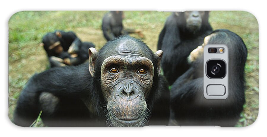 Mp Galaxy Case featuring the photograph Chimpanzee Pan Troglodytes Female by Cyril Ruoso