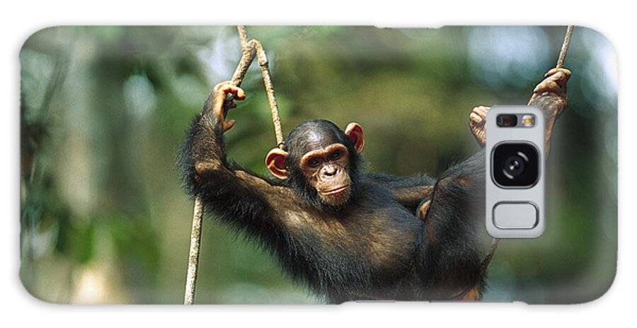 Mp Galaxy Case featuring the photograph Chimpanzee Pan Troglodytes Resting by Cyril Ruoso