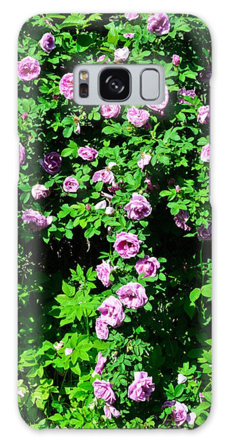 Nature Galaxy Case featuring the photograph China Rose by Michael Goyberg