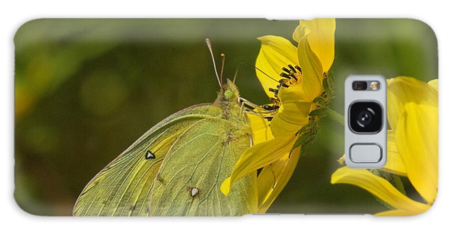 Nature Galaxy Case featuring the photograph Clouded Sulphur Butterfly DIN099 by Gerry Gantt