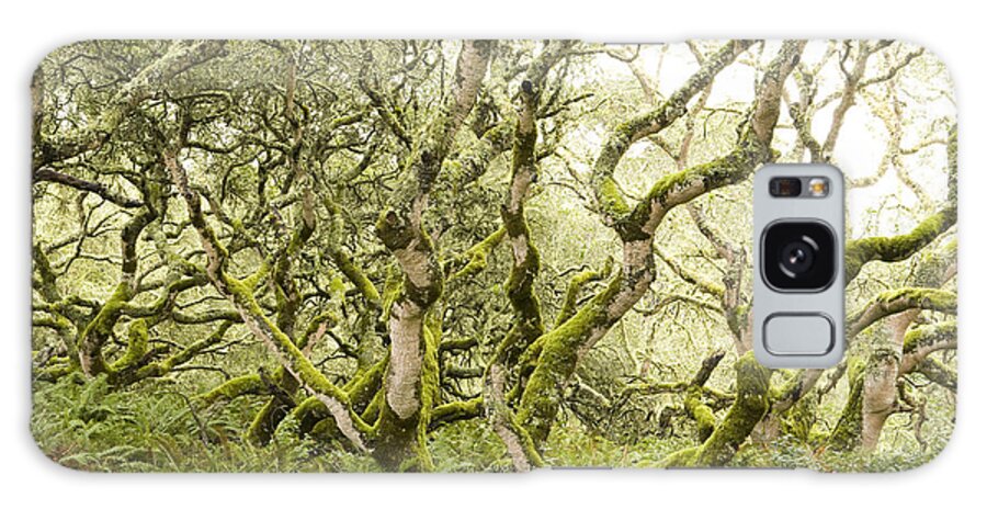 00499821 Galaxy Case featuring the photograph Coast Live Oak Trees And Sword Ferns by Sebastian Kennerknecht