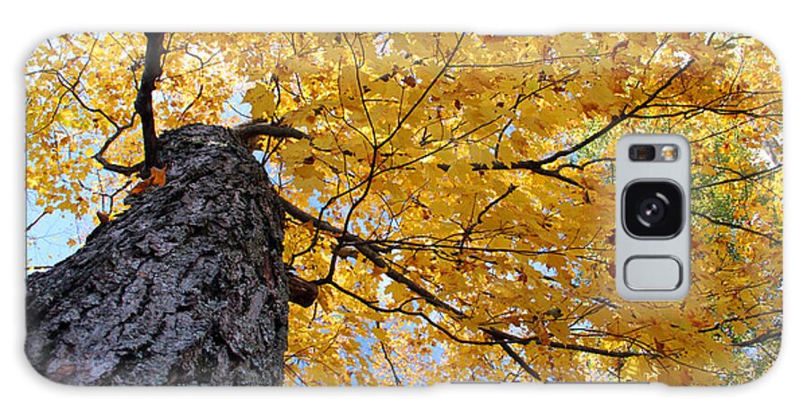  Galaxy Case featuring the photograph Colorful Canopy 130 by Mark J Seefeldt