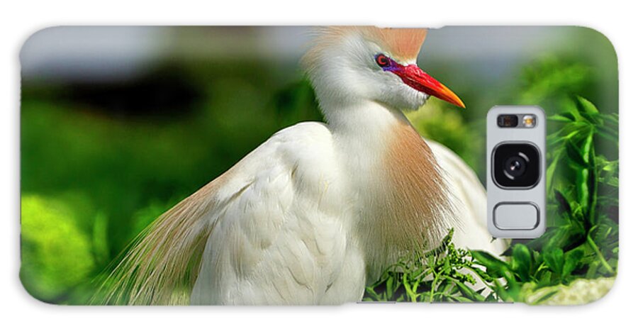 Cattle Galaxy Case featuring the photograph Colorful Cattle Egret by Bill Dodsworth