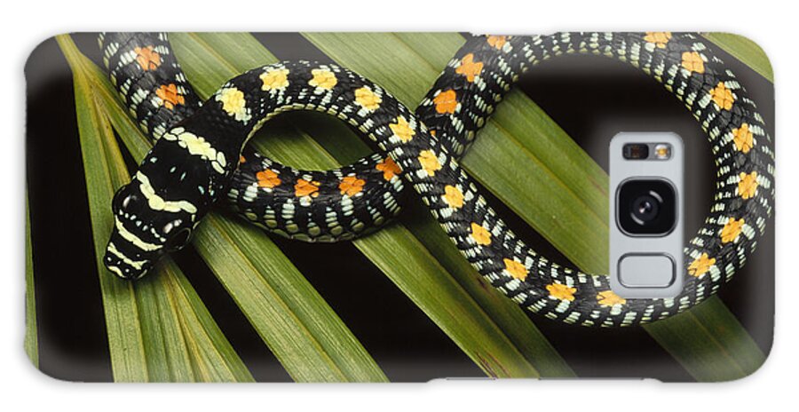 Mp Galaxy Case featuring the photograph Colubrid Snake Boiga Sp A Flying Snake by Mark Moffett