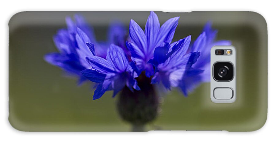 Cornflower Galaxy Case featuring the photograph Cornflower Blue by Clare Bambers
