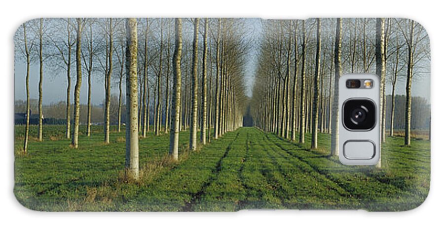 Mp Galaxy Case featuring the photograph Cottonwood Populus Sp Plantation, France by Cyril Ruoso