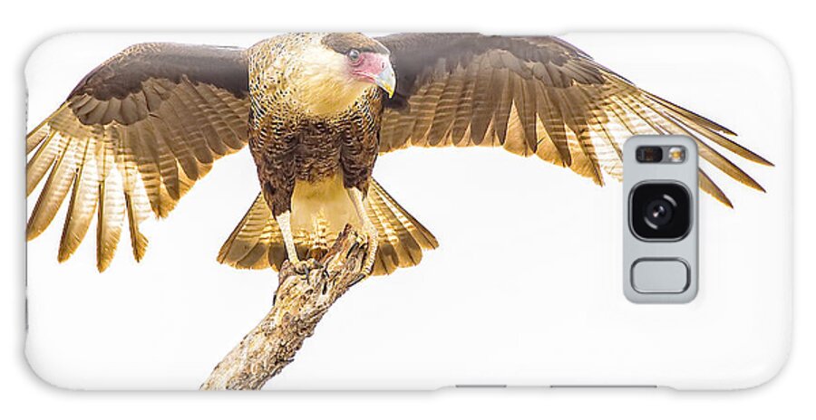 Flight Galaxy S8 Case featuring the photograph Crested Caracara Taking Off by Fred J Lord