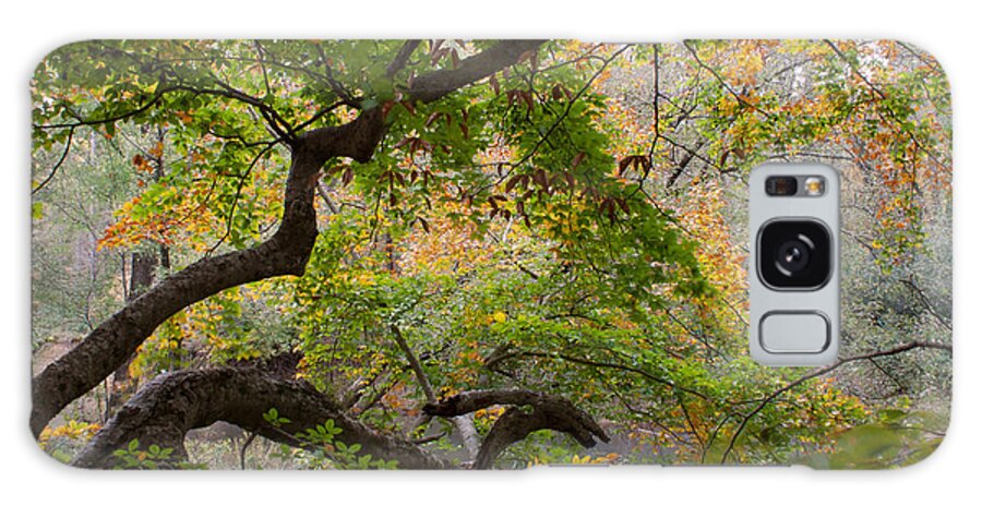 Autumn Galaxy Case featuring the photograph Crooked Limb by David Troxel