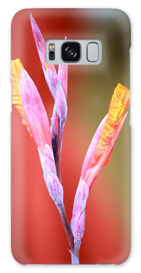 Orange Canna Lily Galaxy Case featuring the photograph Cusp of Emergence by Leigh Meredith