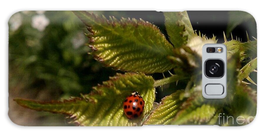 Lady Bug Galaxy Case featuring the photograph Cute red ladybug by Garnett Jaeger