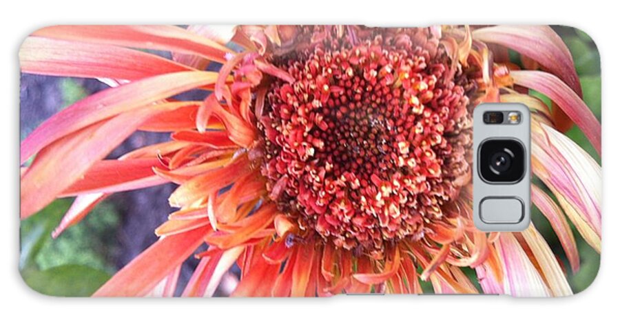 Red Flower Galaxy Case featuring the photograph Daisy in the Wind by Vonda Lawson-Rosa