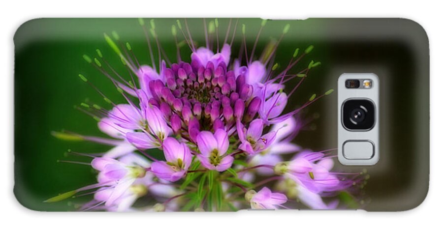Rocky Mountain Galaxy S8 Case featuring the photograph Desert Bloosom by Donna Greene