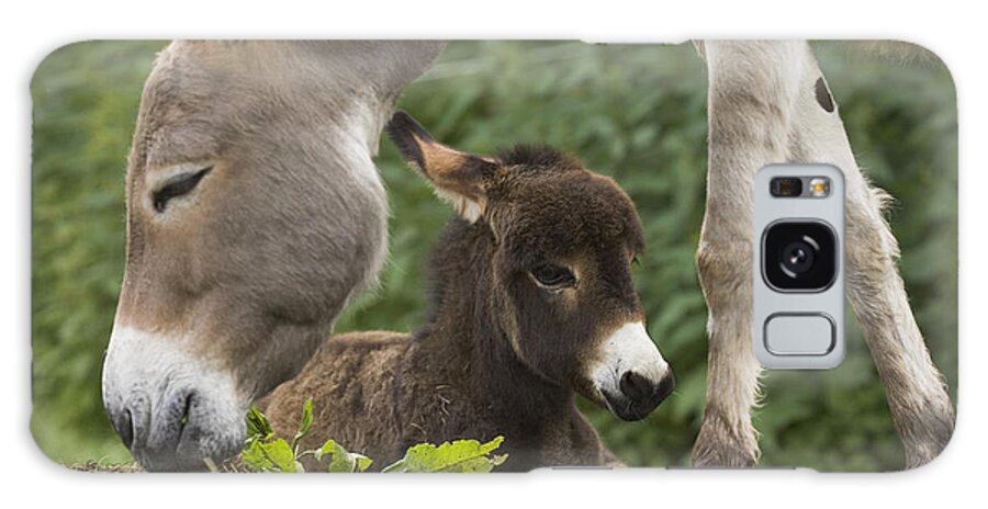 Mp Galaxy Case featuring the photograph Donkey Equus Asinus Adult With Foal by Konrad Wothe