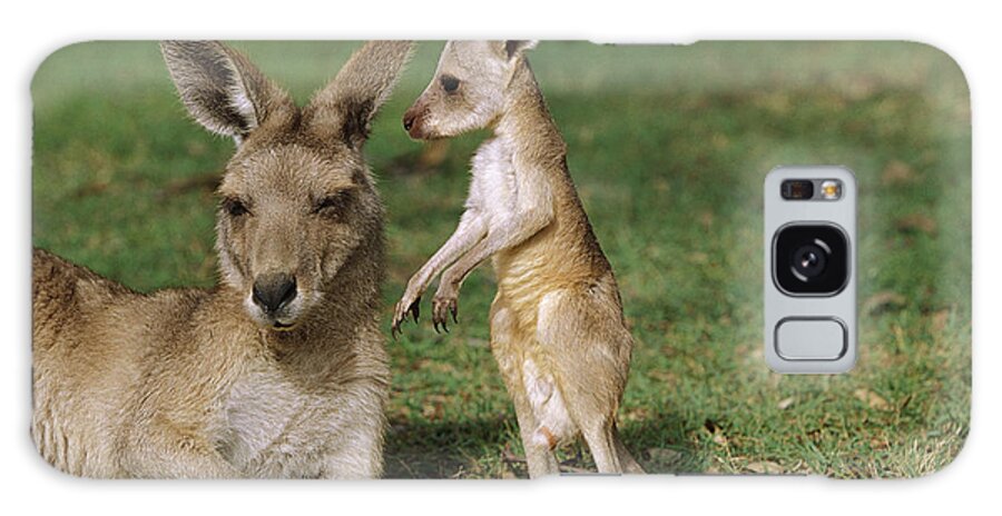 00620319 Galaxy Case featuring the photograph Eastern Grey Kangaroo And Joey by Cyril Ruoso