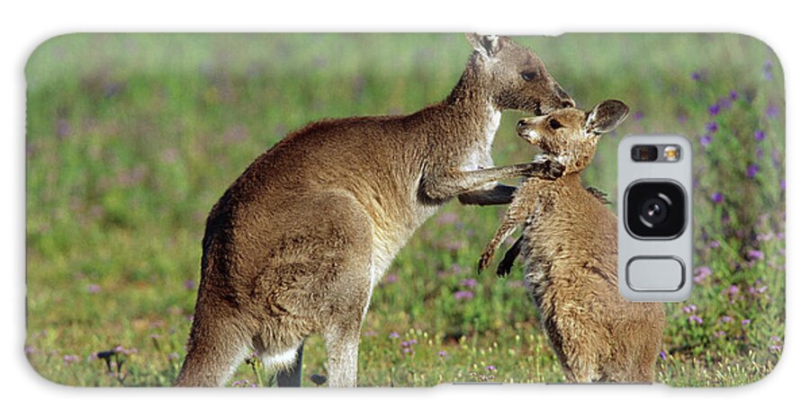 Mp Galaxy Case featuring the photograph Eastern Grey Kangaroo Macropus by Cyril Ruoso