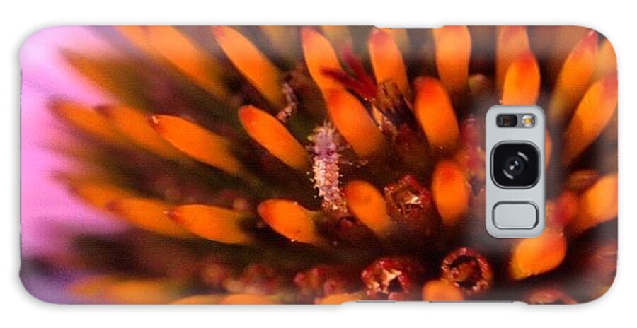 Iphoneonly Galaxy Case featuring the photograph Echinacea And Bug. Chilling by Pam Wolney