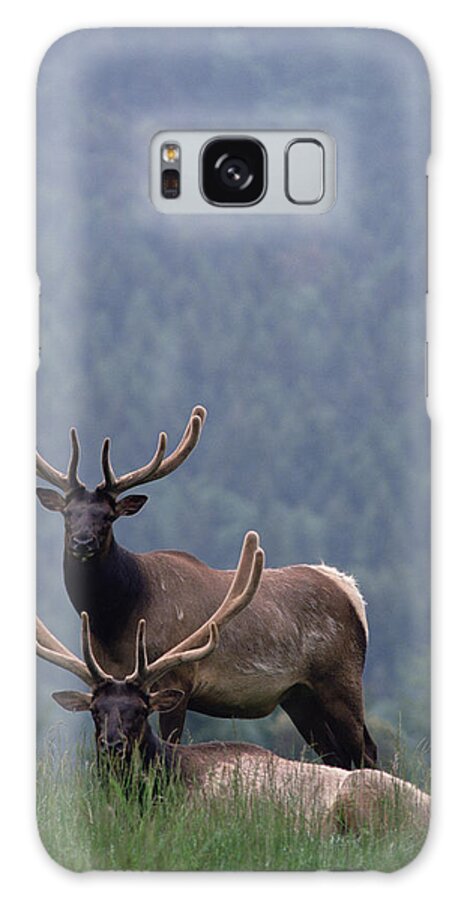 Mp Galaxy Case featuring the photograph Elk Cervus Elaphus Pair, One Resting by Gerry Ellis