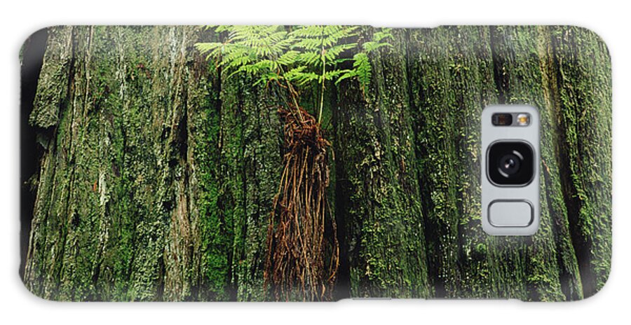 Mp Galaxy Case featuring the photograph Epiphytic Fern Growing On Redwood by Gerry Ellis
