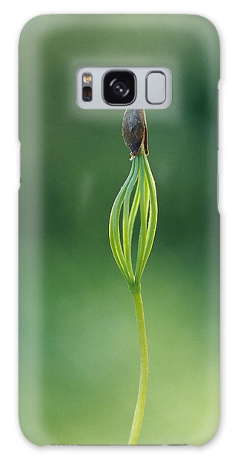 Mp Galaxy Case featuring the photograph European Larch Larix Decidua Sprout by Konrad Wothe