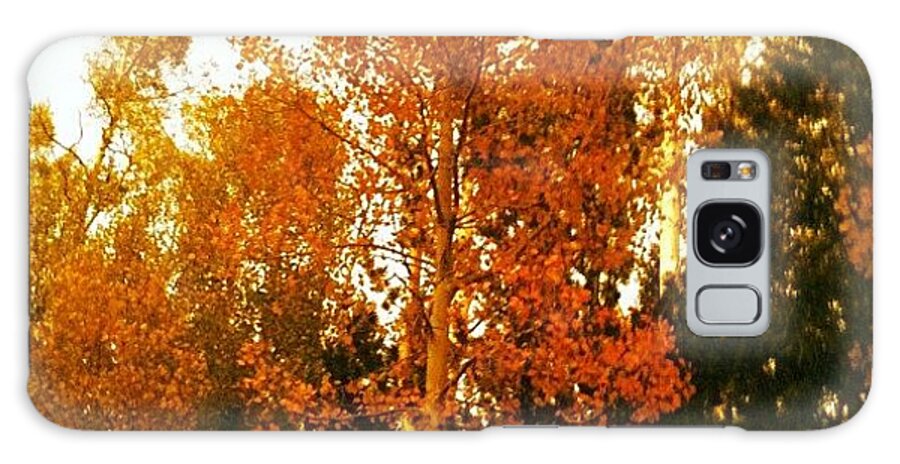 Beautiful Galaxy Case featuring the photograph Fall Aspen by Christian Hall