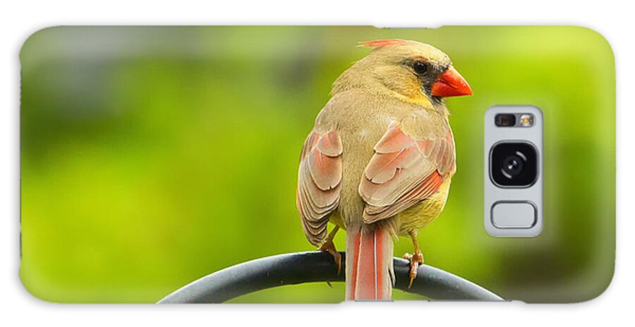 Cardinal Galaxy Case featuring the photograph Female Cardinal on Pole by Bill and Linda Tiepelman