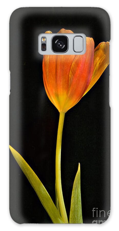Tulip Galaxy S8 Case featuring the photograph Flaming Tulip by Denise Dempster