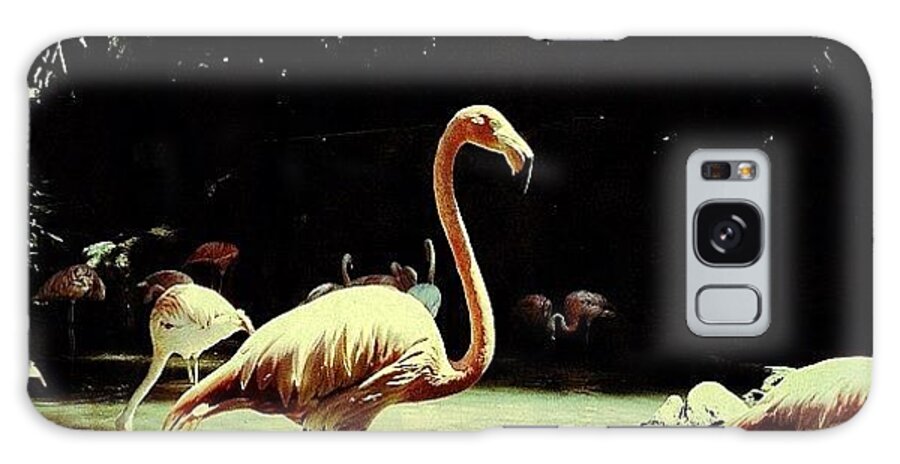 Flamingo Galaxy Case featuring the photograph Flamingo by Cortney Herron