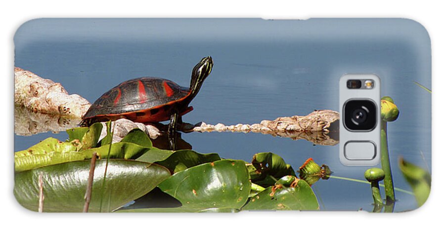 Nature Galaxy S8 Case featuring the photograph Florida Redbelly Turtle by Peggy Urban