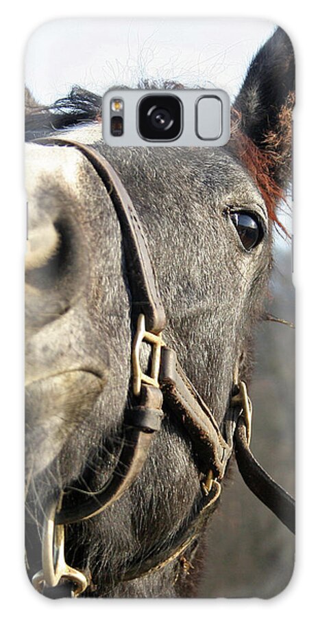 Thorougbred Race Horse Galaxy Case featuring the photograph 'For the Love of Elvis' by PJQandFriends Photography