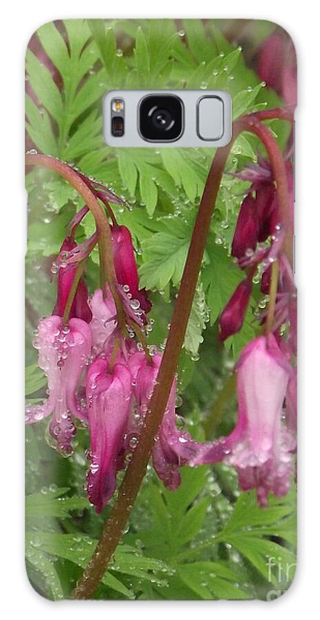 Antique Pink Bleeding Hearts Galaxy Case featuring the photograph Garden Rain Drops by Michelle Welles