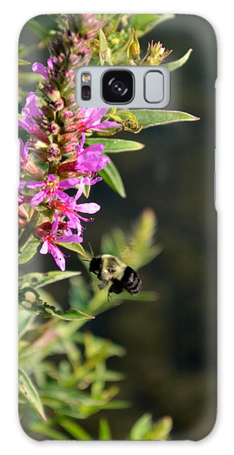 Bumble Bee Galaxy Case featuring the photograph Gathering Pollen by Deborah Ritch