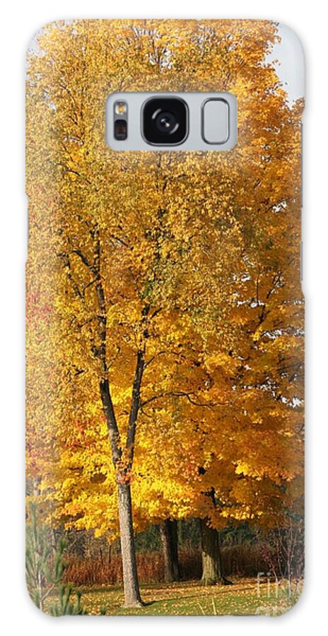 Trees Galaxy Case featuring the photograph Golden Orange by Christina A Pacillo