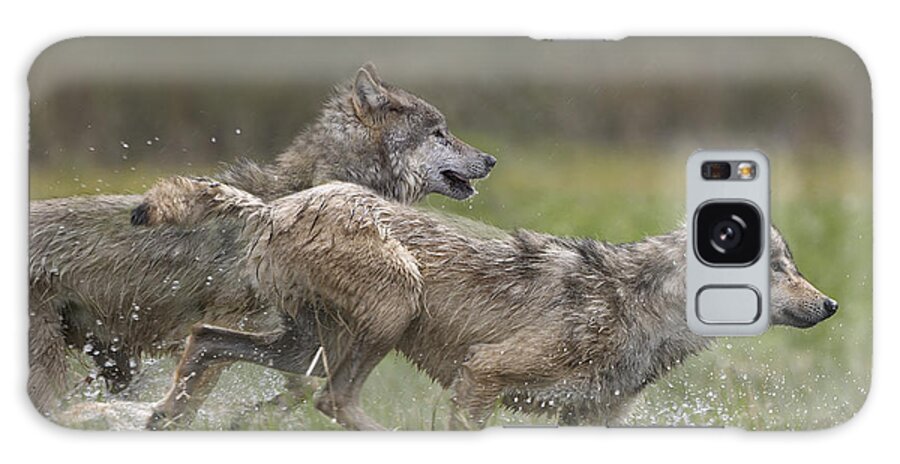 00177032 Galaxy Case featuring the photograph Gray Wolf Pair Running Through Water by Tim Fitzharris