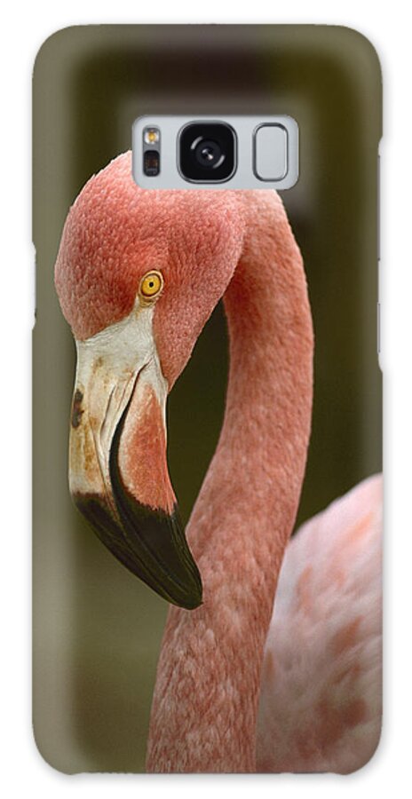00176130 Galaxy Case featuring the photograph Greater Flamingo Caribbean by Tim Fitzharris