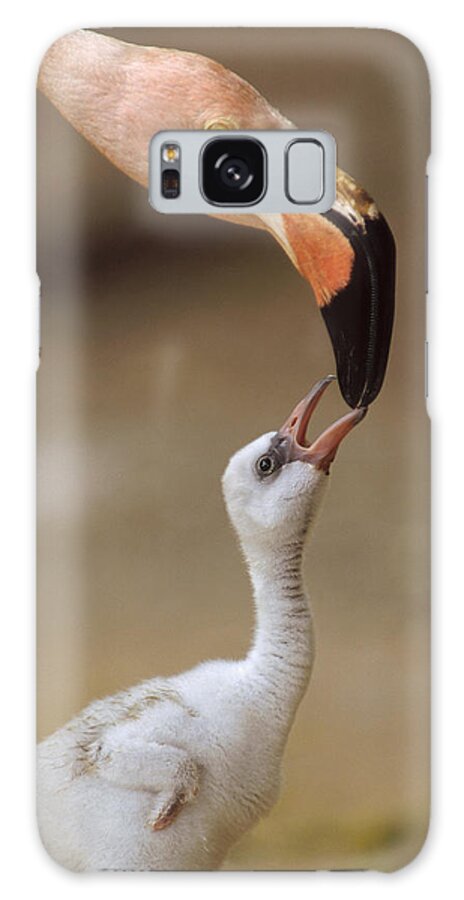 00171968 Galaxy Case featuring the photograph Greater Flamingo Mother And Chick by Tim Fitzharris