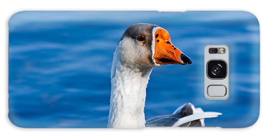 Geese Galaxy S8 Case featuring the photograph Greater White-Fronted Goose Looking for a Mate by Ann Murphy