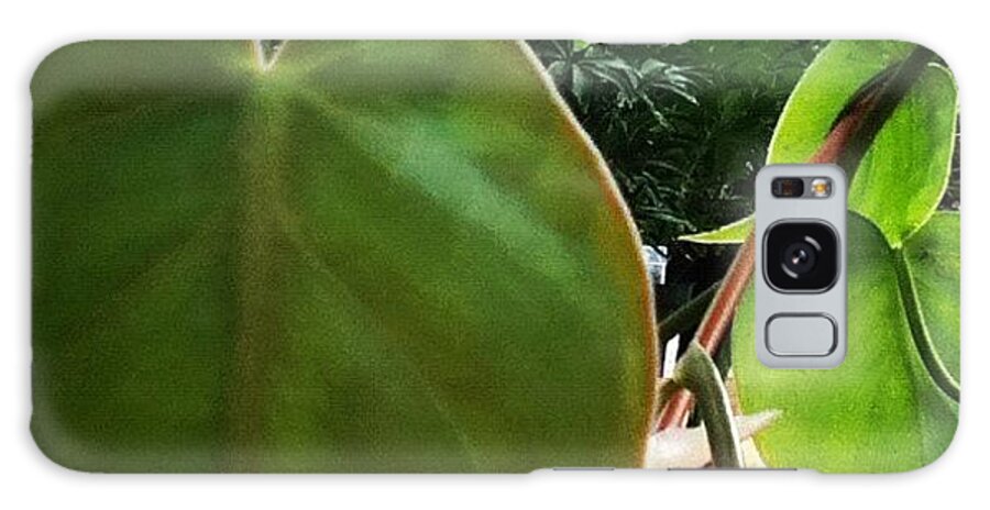 Leaf Galaxy Case featuring the photograph #green #nature #pretty #flowerbud by Amber Campanaro