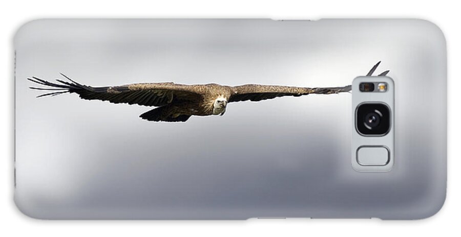 Gyps Fulvus Galaxy Case featuring the photograph Griffon Vulture In Flight by Linda Wright