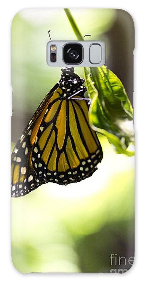 Butterfly Galaxy Case featuring the photograph Hanging on by Leslie Leda
