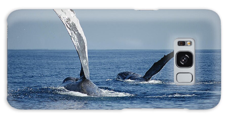 00128679 Galaxy Case featuring the photograph Humpback Whale Pectoral Slap Maui by Flip Nicklin