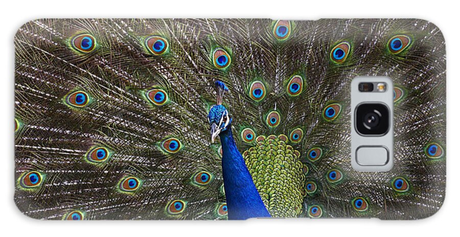 00176458 Galaxy Case featuring the photograph Indian Peafowl Male With Tail Fanned by Tim Fitzharris