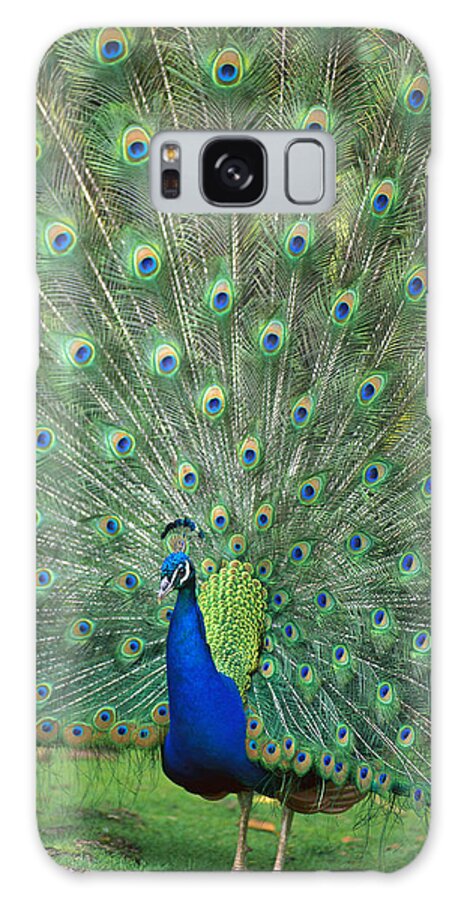 Captive Galaxy Case featuring the photograph Indian Peafowl Pavo Cristatus Male by San Diego Zoo