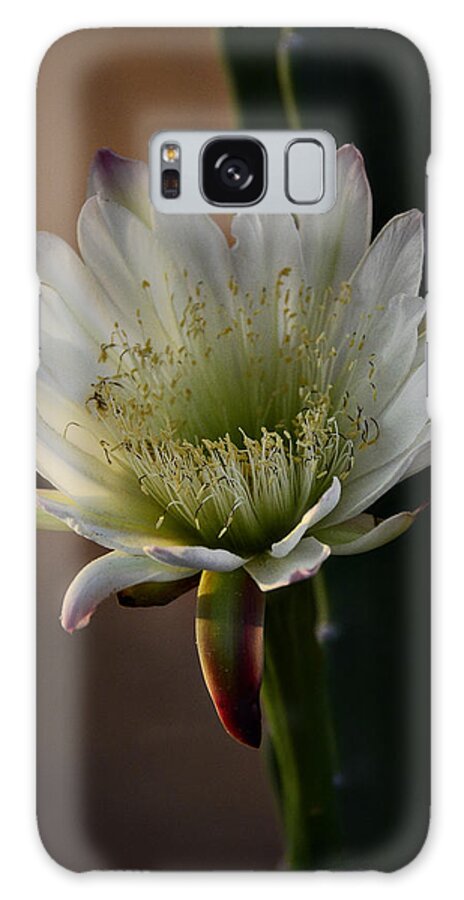 White Cactus Flower Galaxy S8 Case featuring the photograph Inner Beauty by Saija Lehtonen